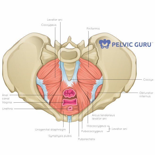 Understanding Pelvic Anatomy